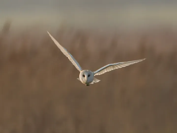 Barn Owl Surveys
