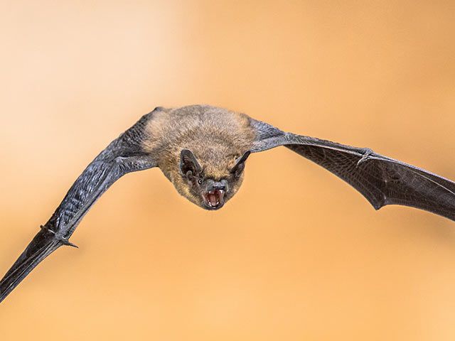 Bat Surveys