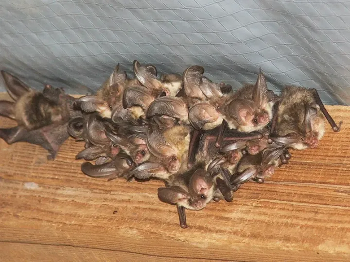 Long Ears Bats